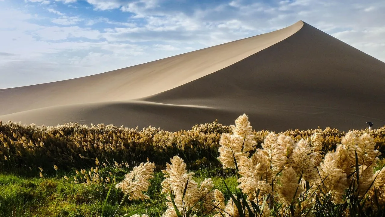 Eine hohe Sanddüne hinter blühenden Gräsern bei Dunhuang