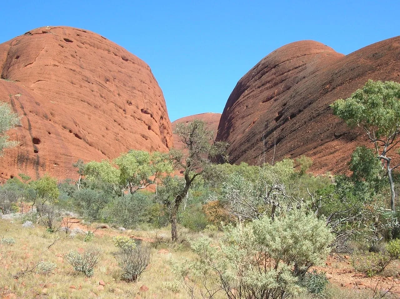 Die runden Kuppeln von Kata Tjuta mit grünem Buschwerk darunter